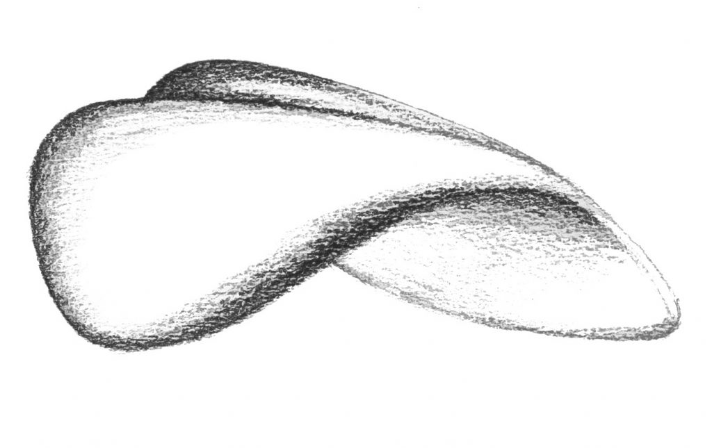 Siliqua - pencil drawing